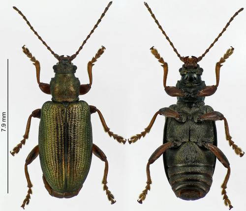 Plateumaris consimilis